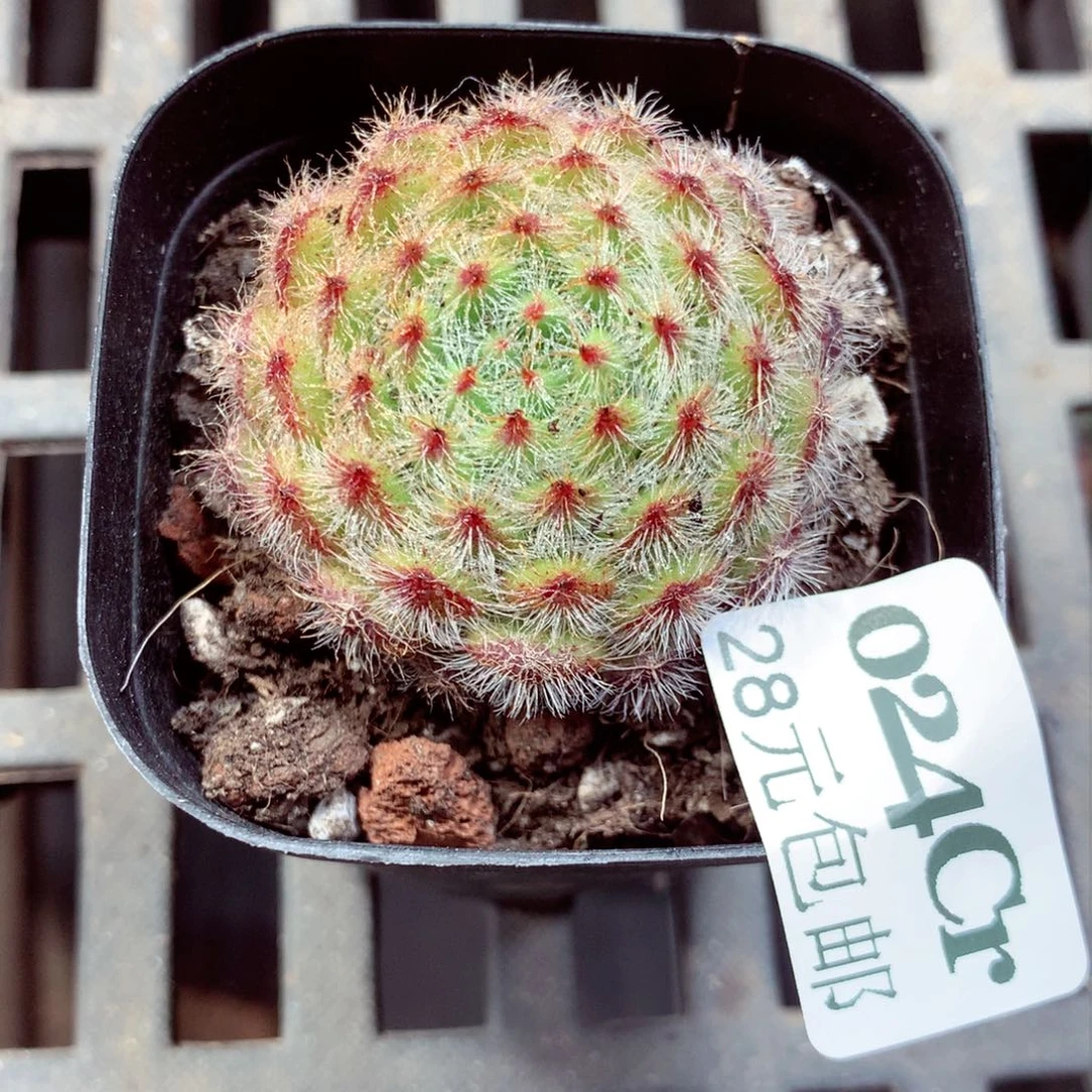 5厘米盆精控多肉024