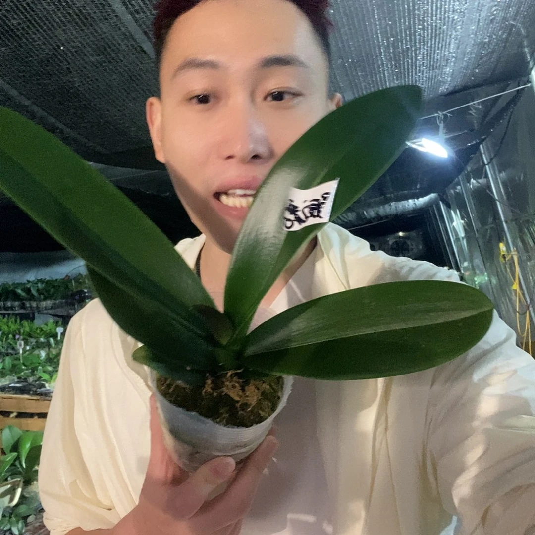 无花朵星辰之恋蝴蝶兰