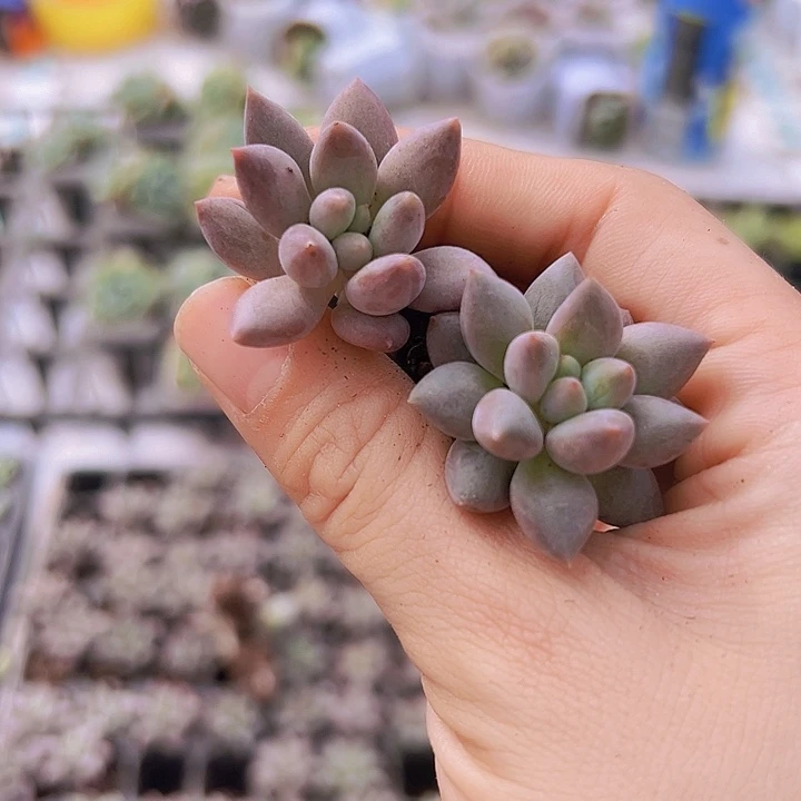 红蜻蜓苗5颗多肉植物