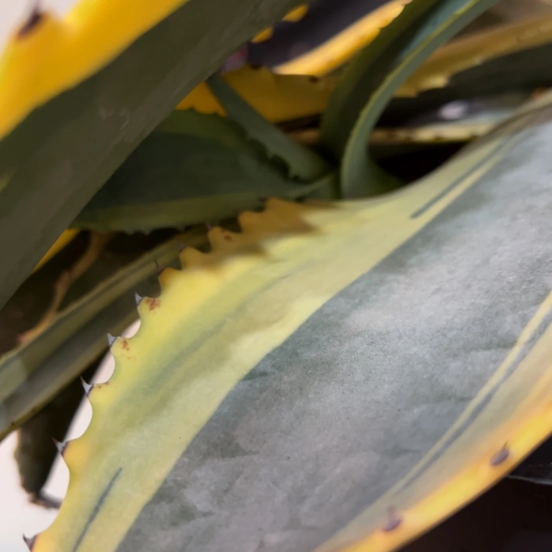 思**笼涟漪效应龙舌兰侧芽