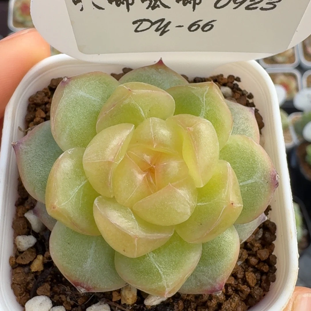 K***～0922-66-3015单头一颗