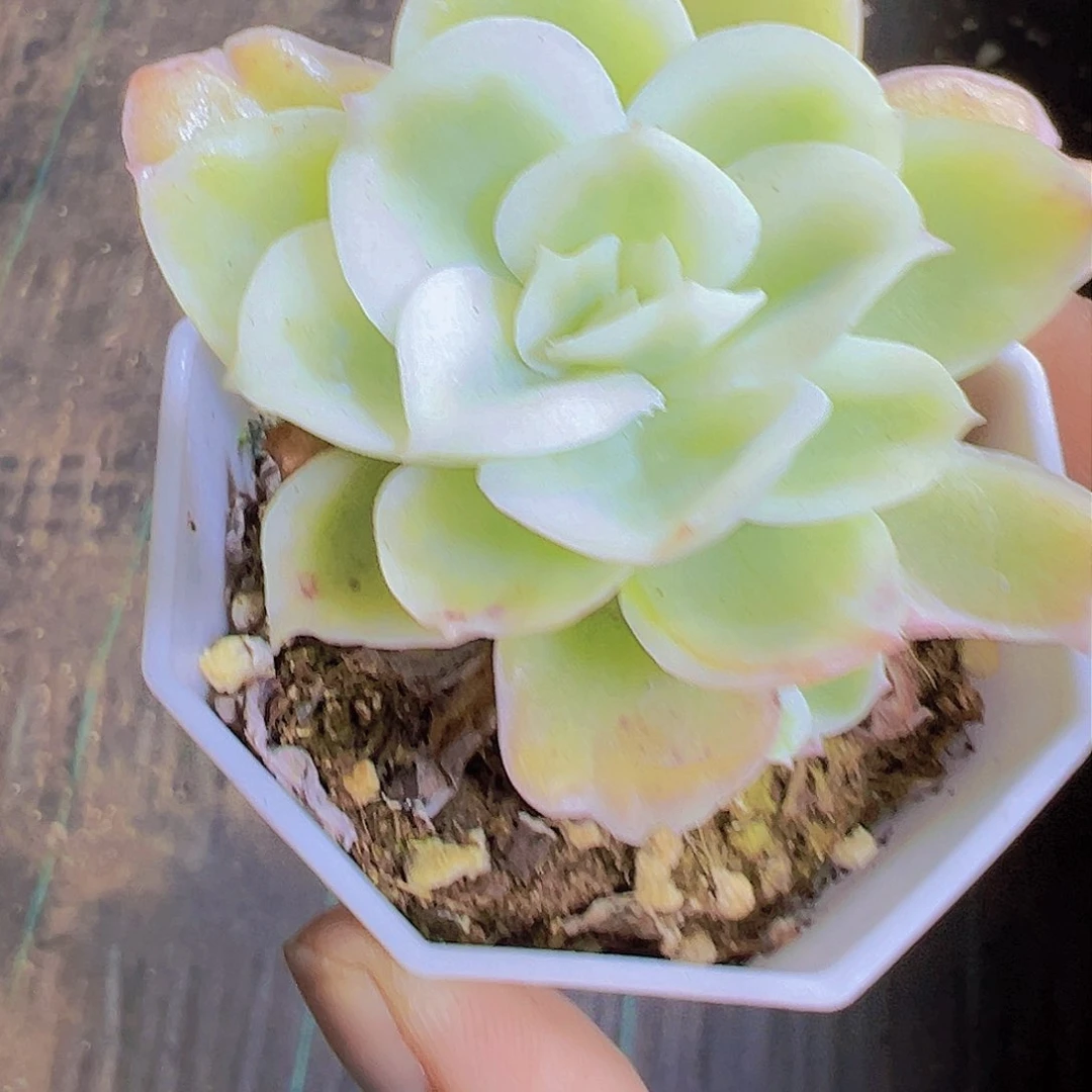 柠檬玫瑰锦19包邮多肉