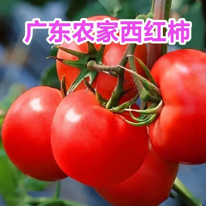 广东农家自种西红柿露天新鲜现摘自然成熟不催熟番茄孕妇小孩可吃