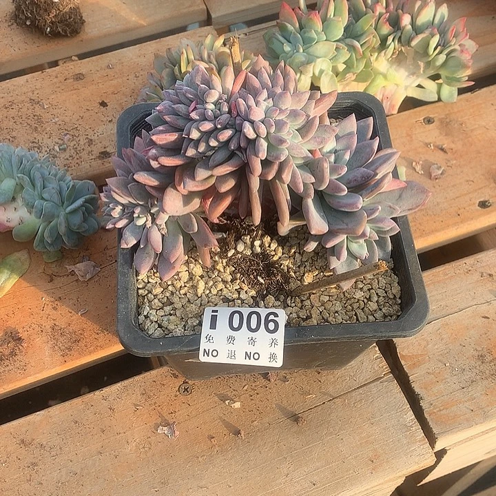 罗***隆奥普琳娜缀化006 亏本处理玻璃心勿扰7-8天发货