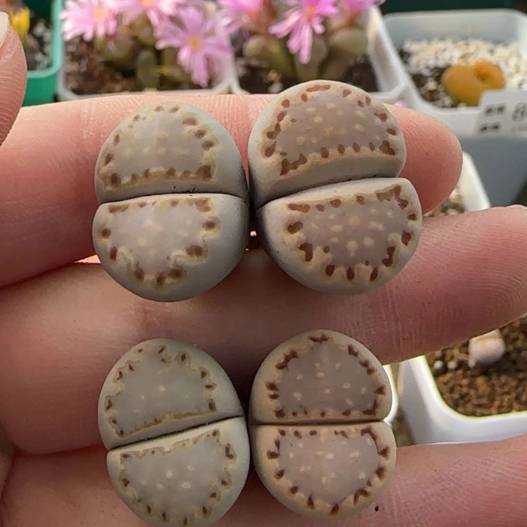 11.10。 爱萌饼干混福利生石花。 8028