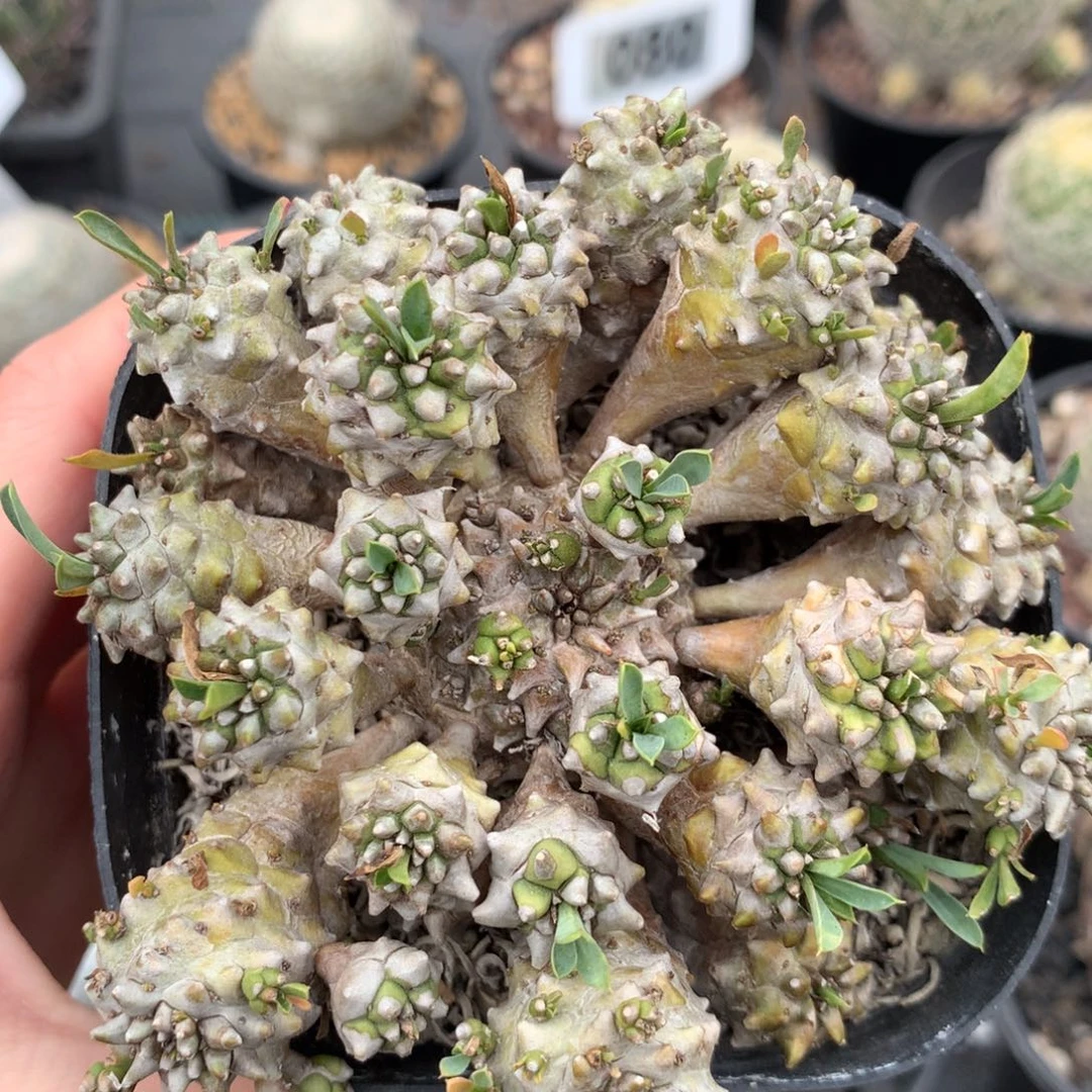 仙人球仙人球仙人球