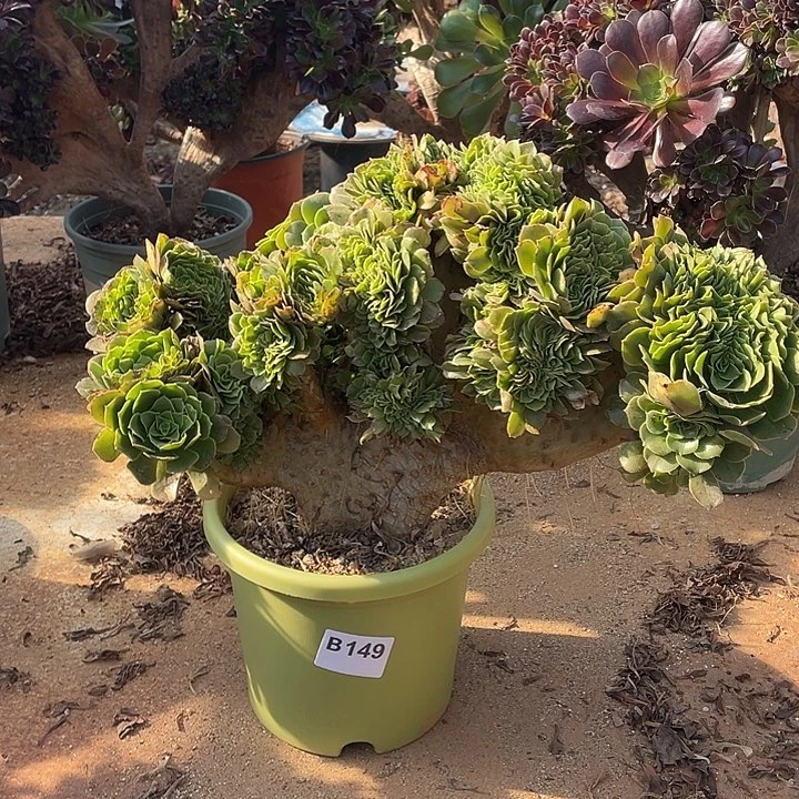 B149绿羊绒缀化55-1脱土包邮