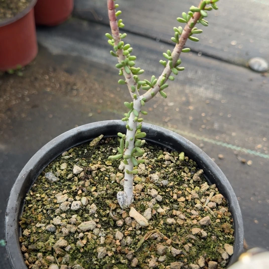 白露马齿苋多肉植物