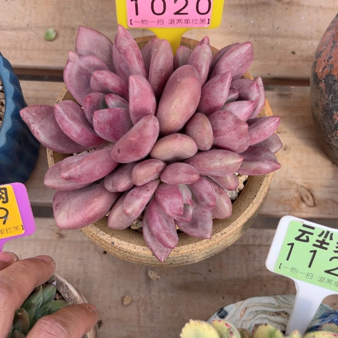 云尘多肉一物一拍1020不含盆，