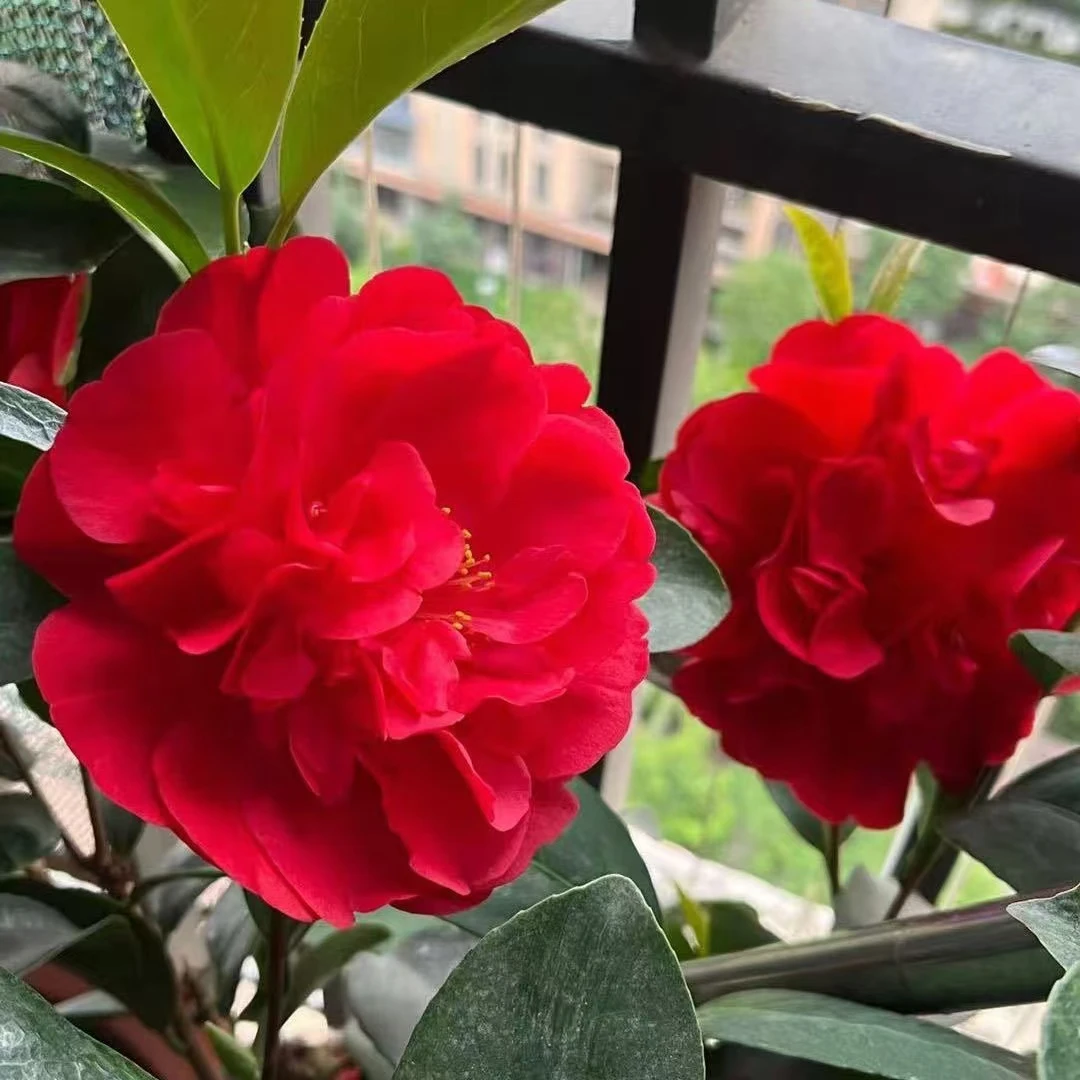 四季茶花夏日七心大红大花型