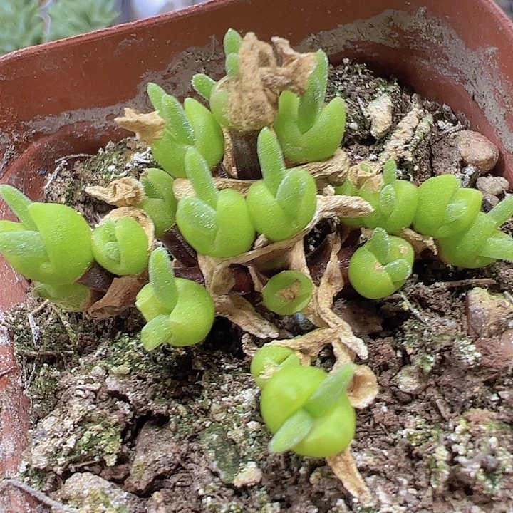 碧光环老桩19包邮多肉植物