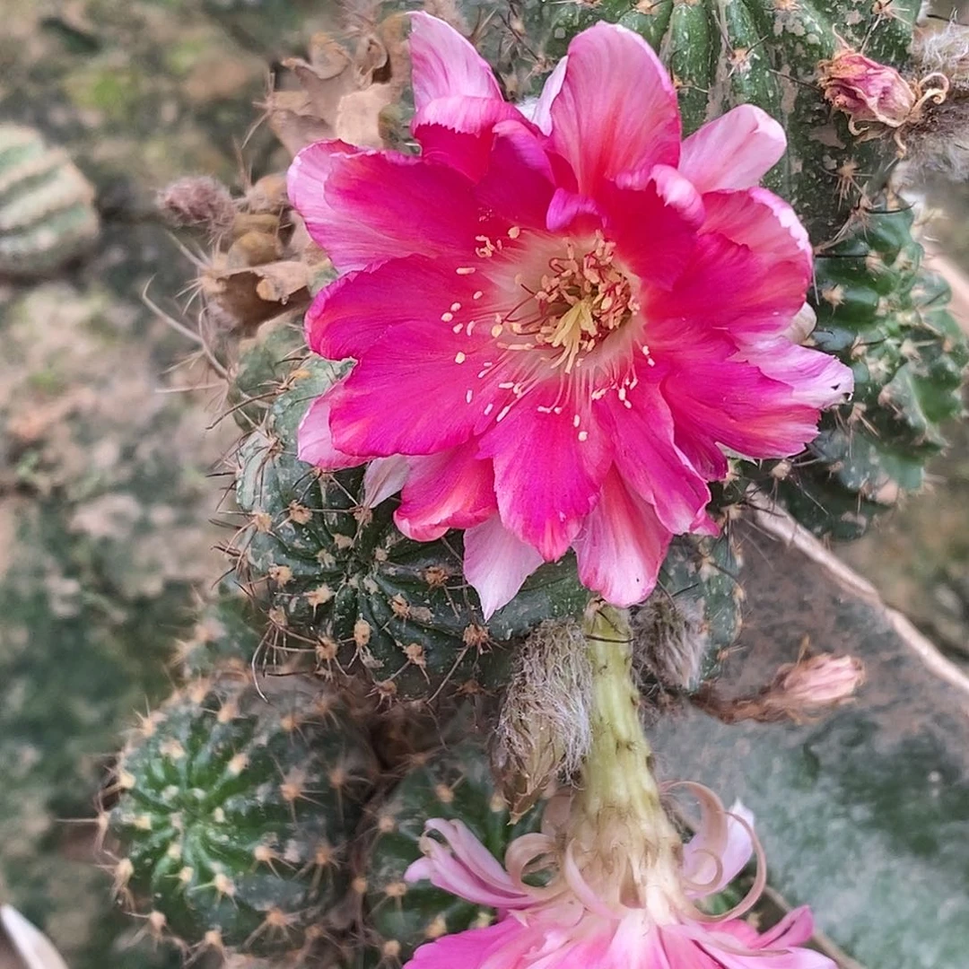 晓***子56C 脱土拖盆 20包邮无根