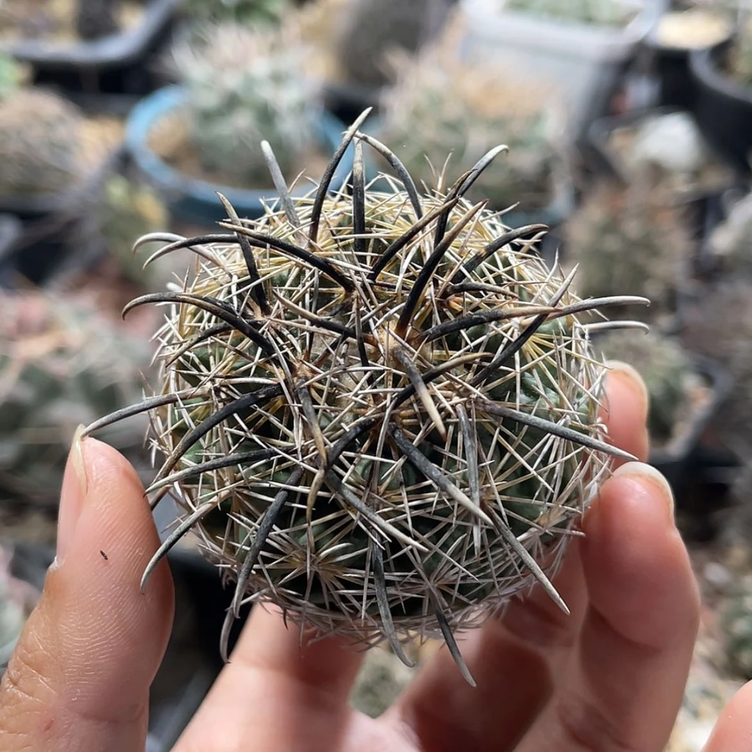 【闪购商品】凤舞有根66666