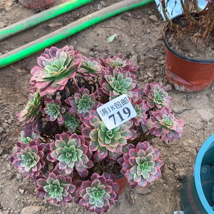 719朝霞绣球2号棚
