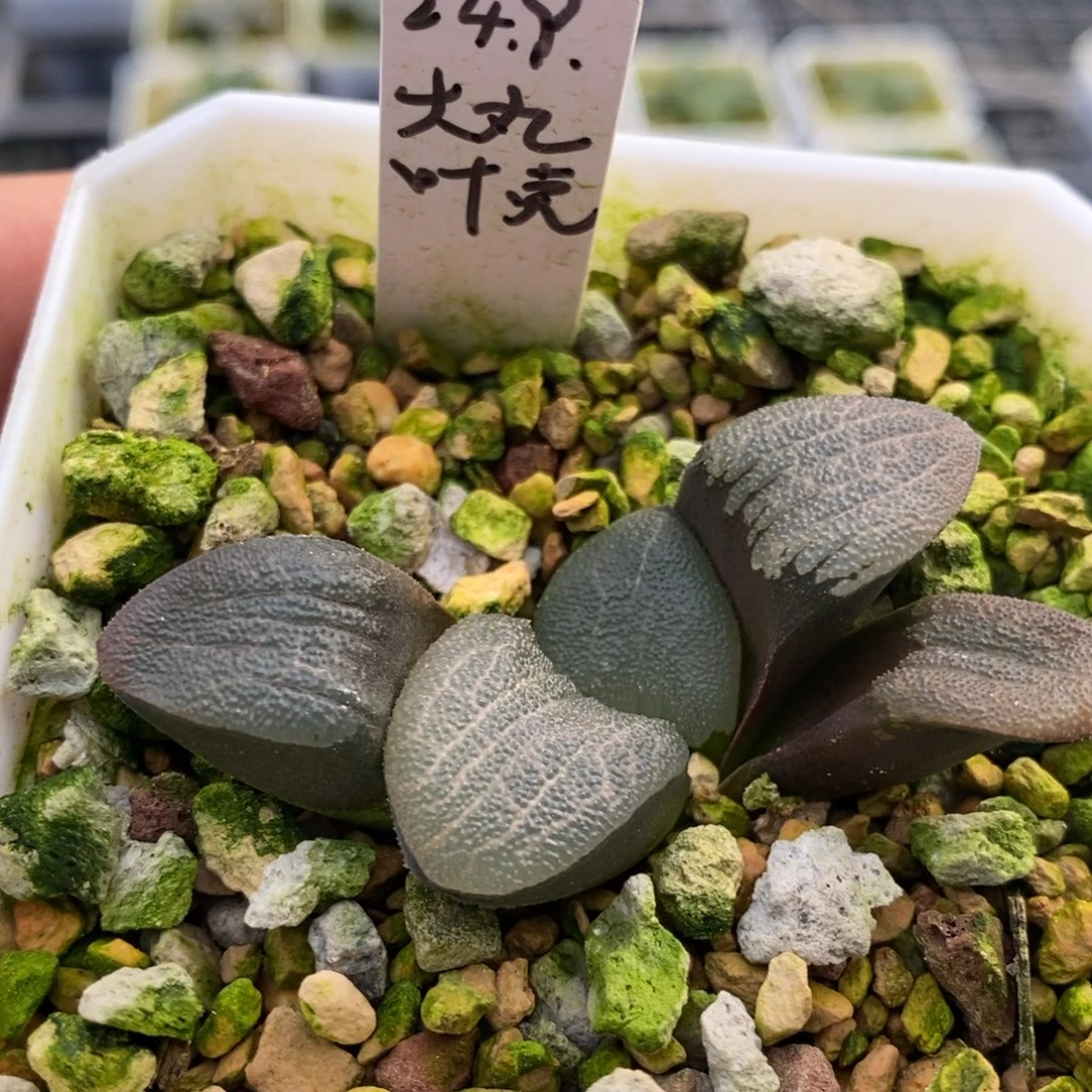 大型丸叶克多肉植物