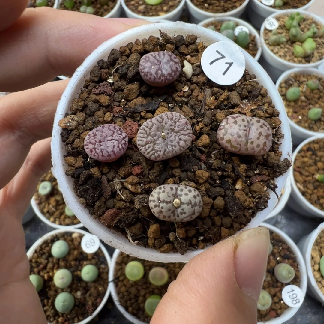 紫鸟5颗脱土710000000