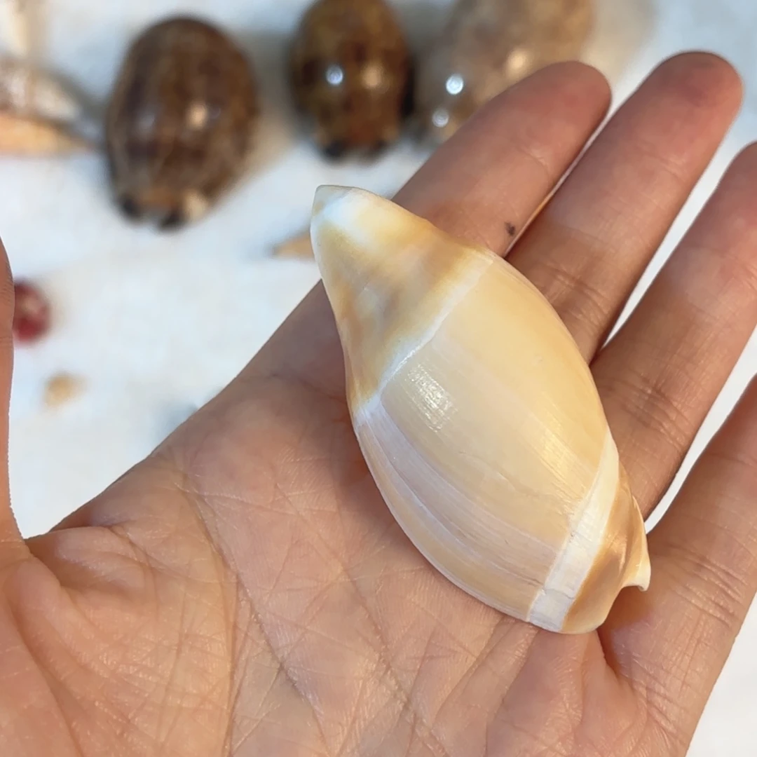 墨***店天然海螺贝壳标本福利