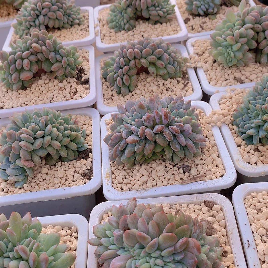 星影锦23456778899999