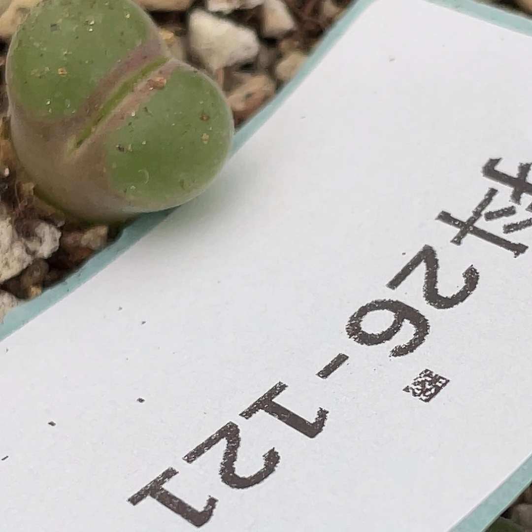 童***话26-121肉锥多肉植物