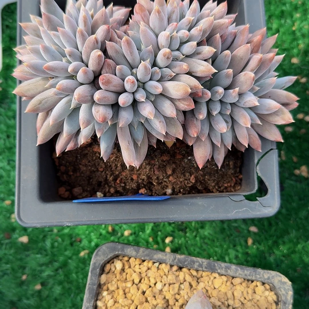 无花朵肉肉肉肉肉肉肉肉肉肉肉