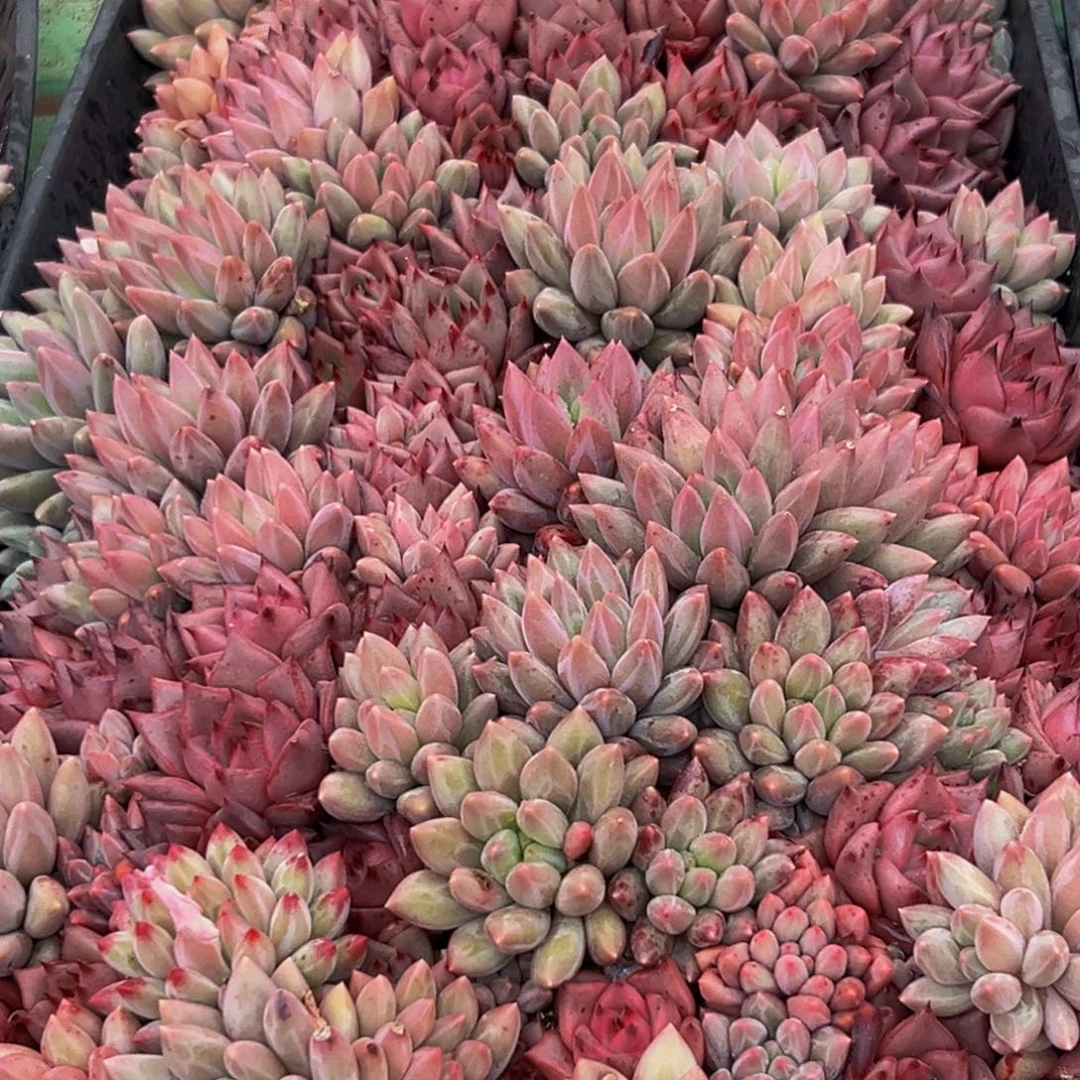 686多肉葡领导人物库资料的