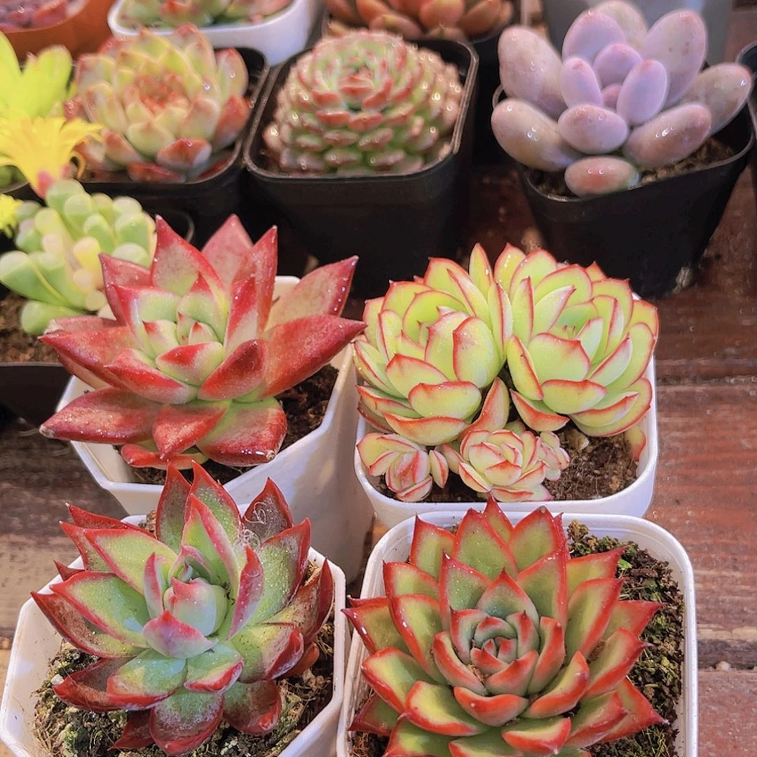 惊鸿仙子➕红乌木➕吉赛尔➕牡丹亭