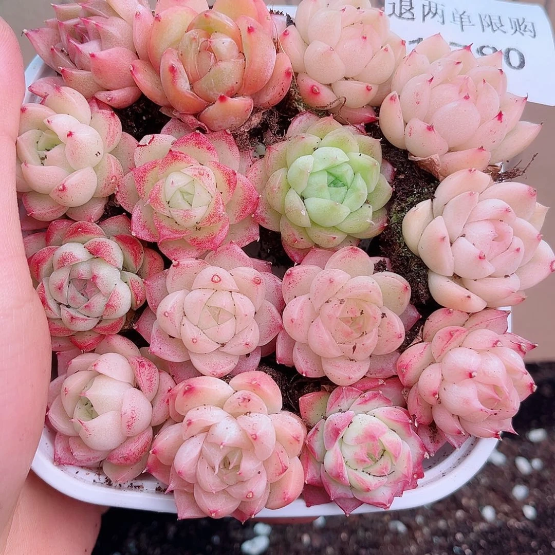 1-790 新疆西藏内蒙不发12.8包邮2-3公分