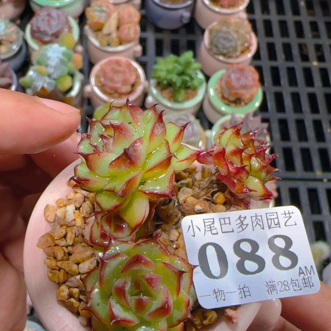 AM小尾巴5CM迷你拇指盆栽精控多肉088