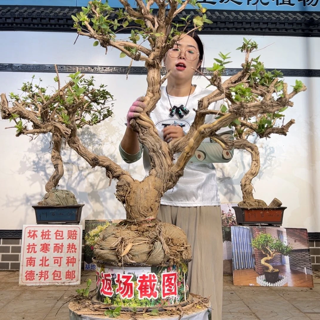 无花朵金银花8888