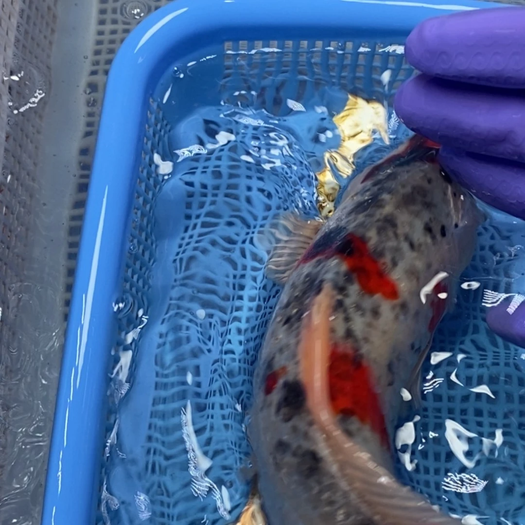 锦鲤冷水锦鲤包邮