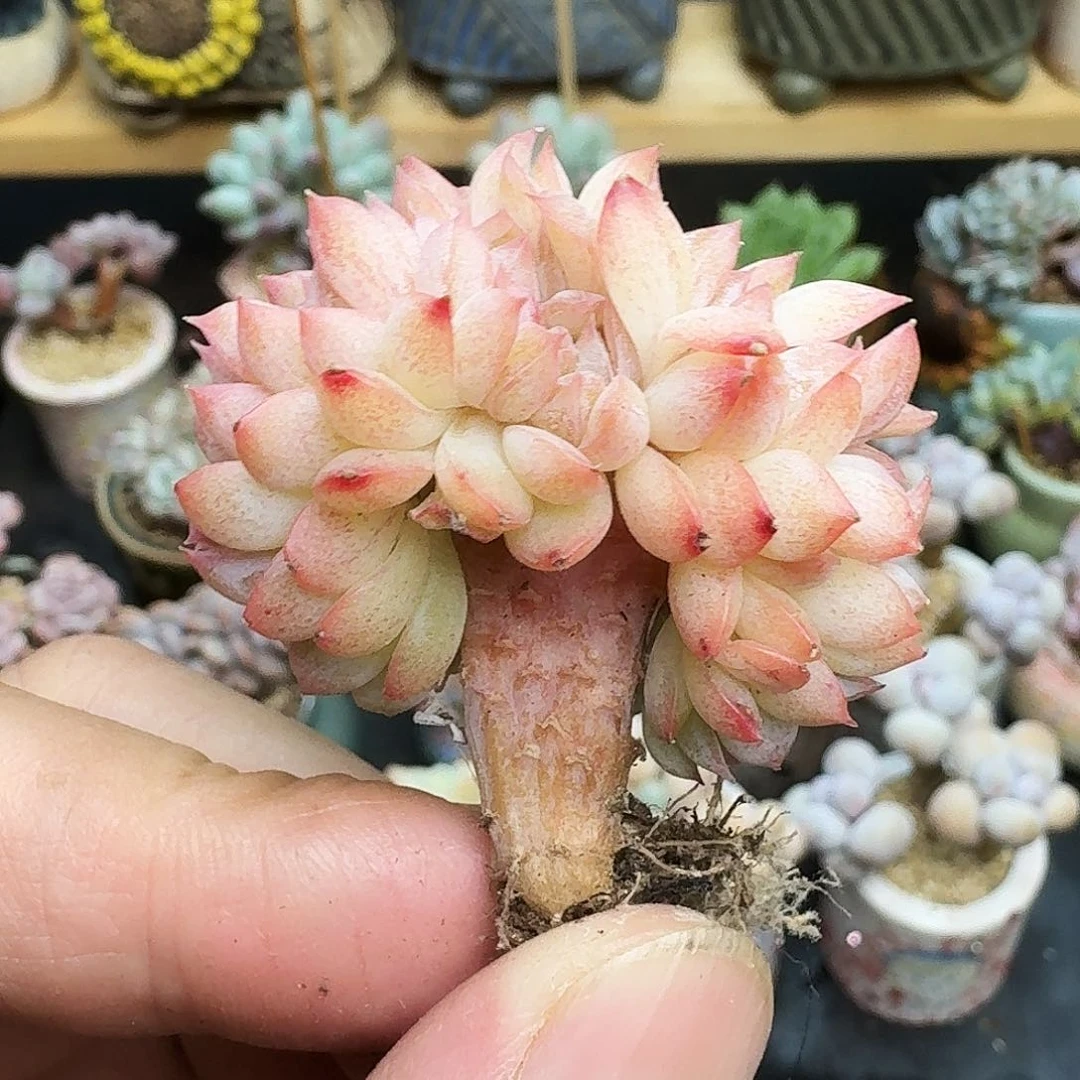 多肉卡卡米缀化肉