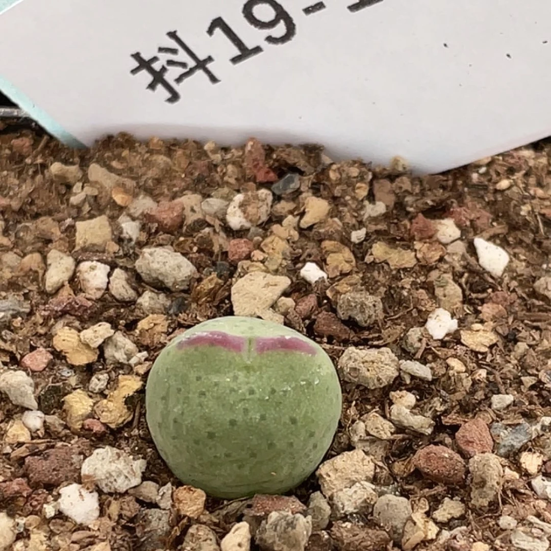 19-101比卡丘多肉植物