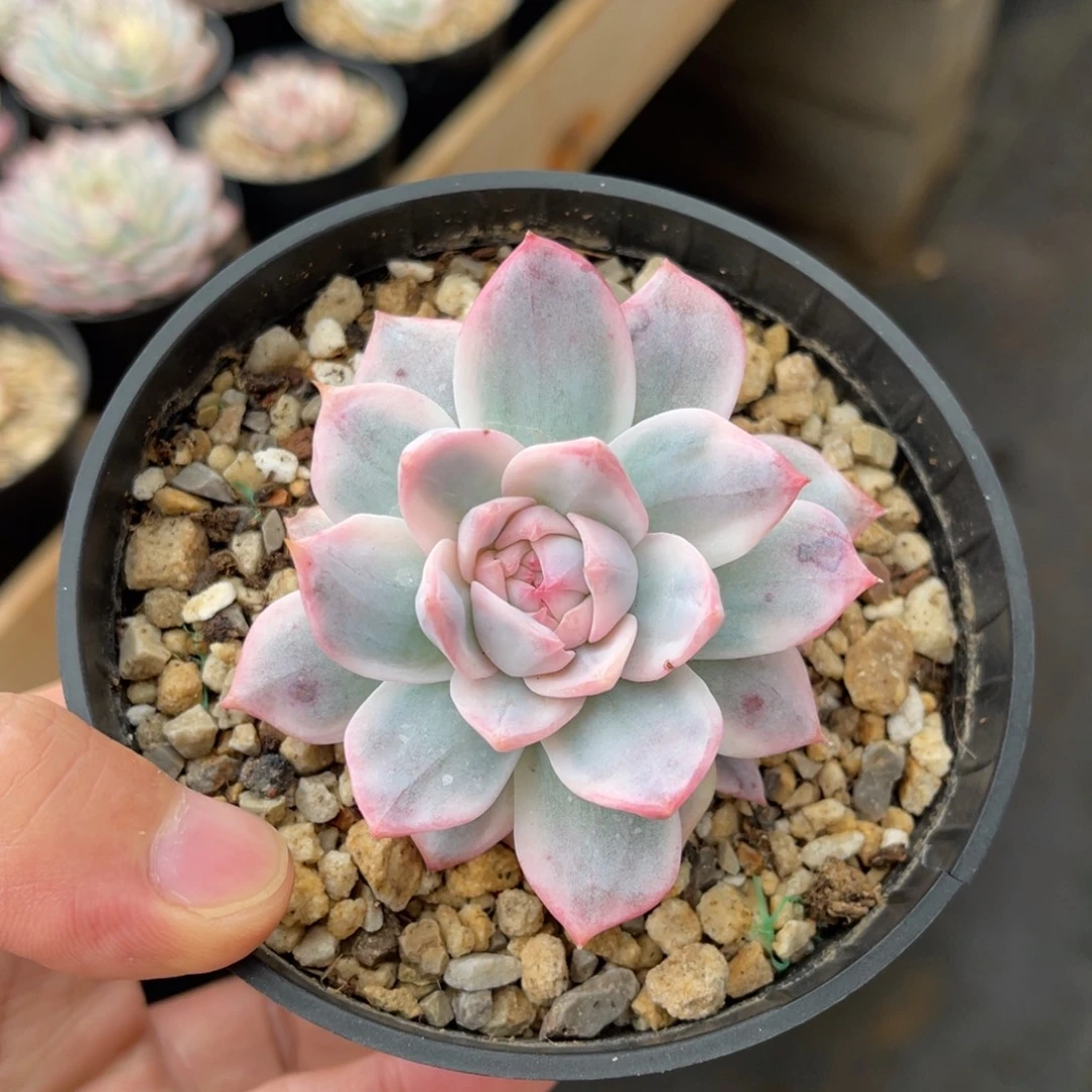 粉蓝鸟锦一物一拍