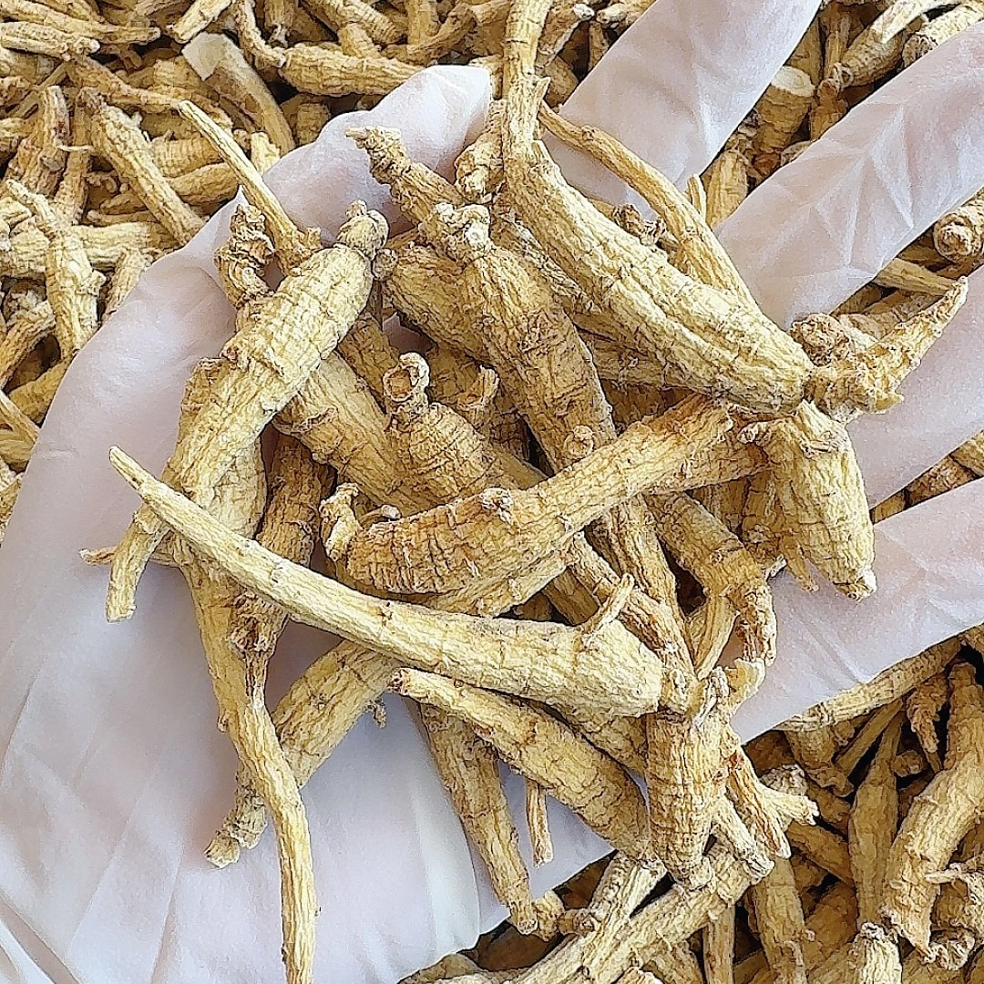 粉丝福利 加拿大足年西洋参1-2克小条 泡水煲汤炖煮磨粉