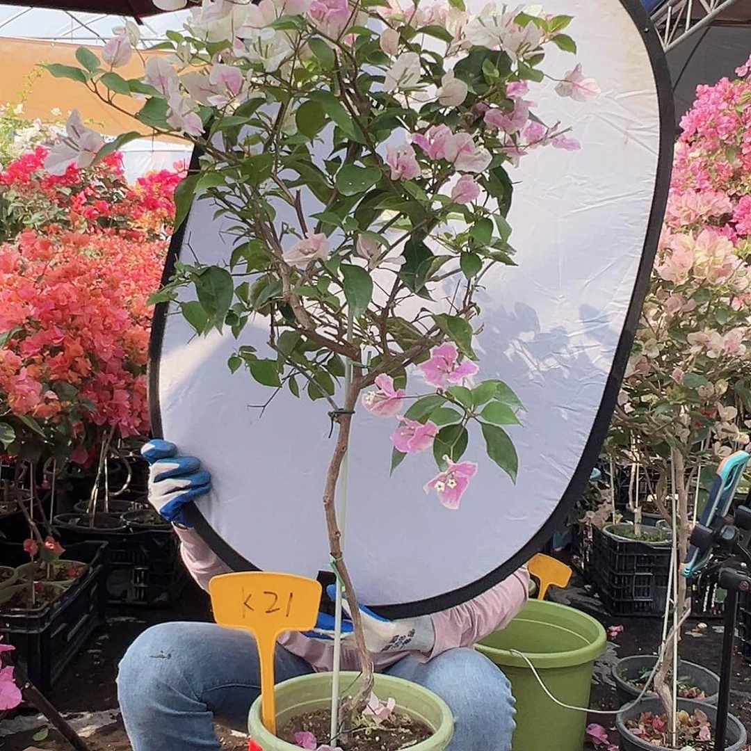 为***3大部分花苞少量开放K21广红樱