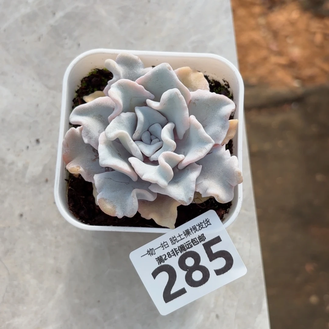 芭蕾舞者单头无盆土发货