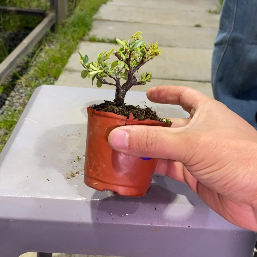 红陶金*眉红红火火过大年083