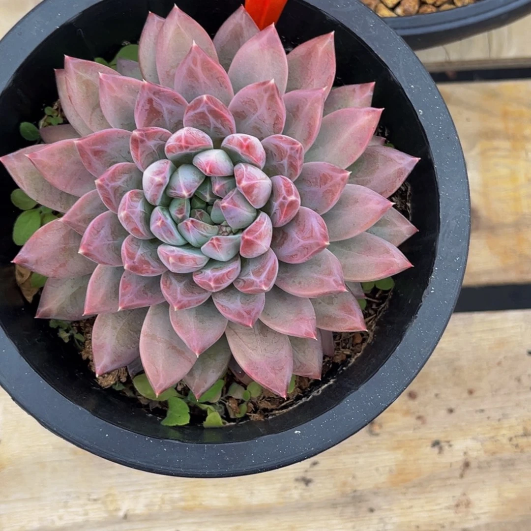 2543号上午多肉植物群生多肉
