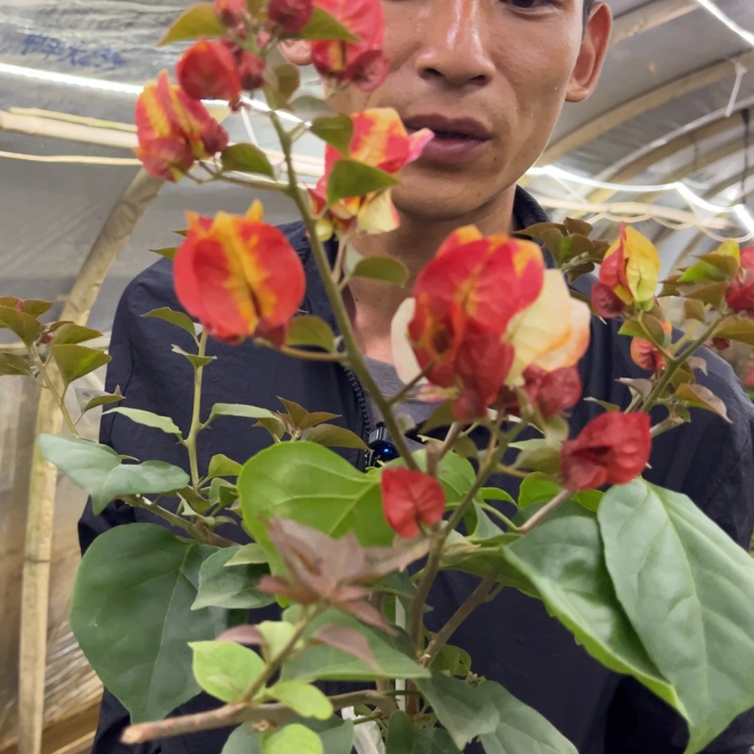 完全开放（哪吒）三角梅会落花落叶会光杆苗有大有小