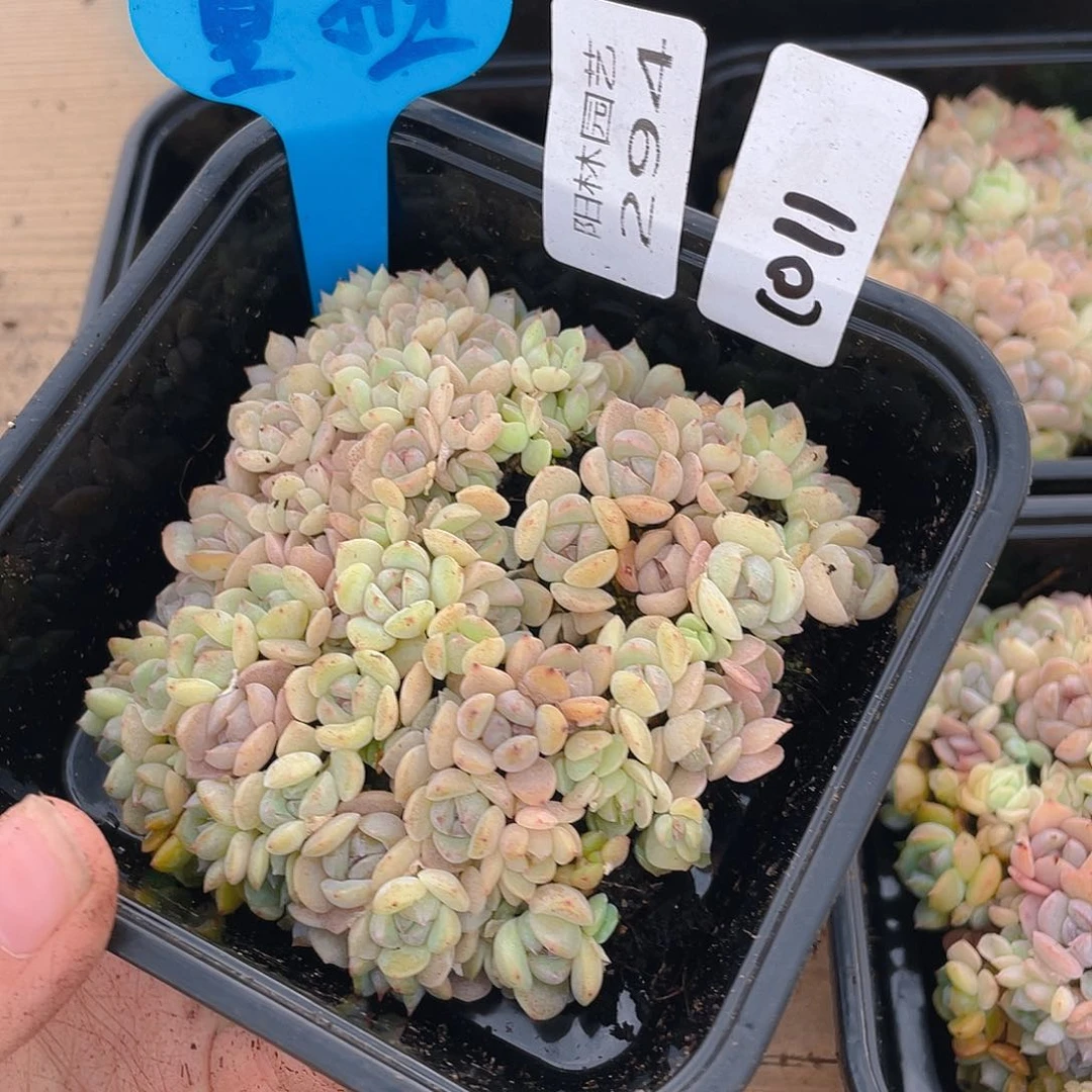 量拍多肉植物多肉植物294