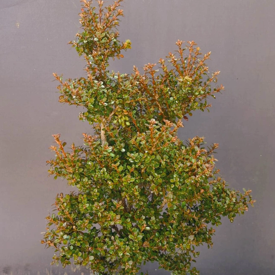 【闪购商品】完全开放