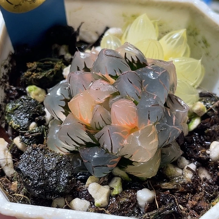 627双头完美水中月锦福利