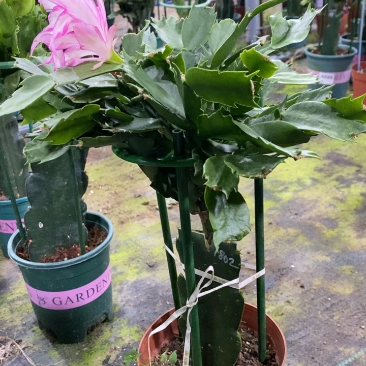 当前无花栽培后可以开花宾****丽186嫁接1802