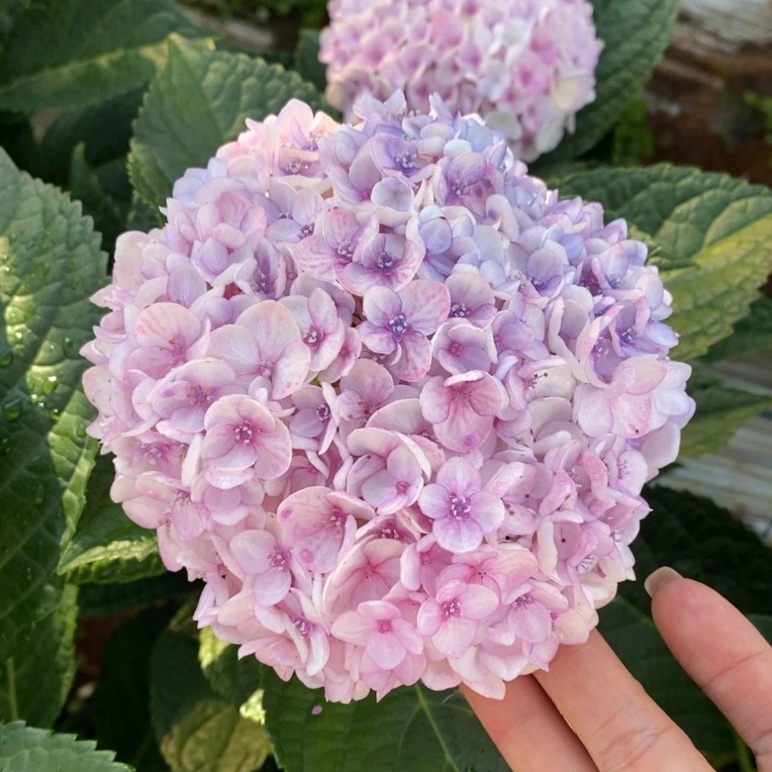 加购138号绣球/有色差介意勿拍/3单冷链包邮/偏远补运费发德邦