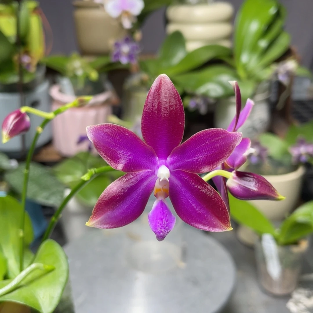 完全开放盲盒，2.5杯开花株