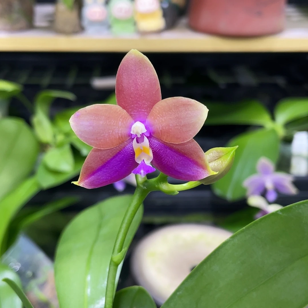 完全开放珠宝公主2.5寸