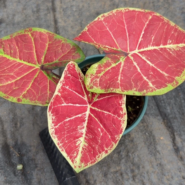 完全开放泰国彩叶芋28