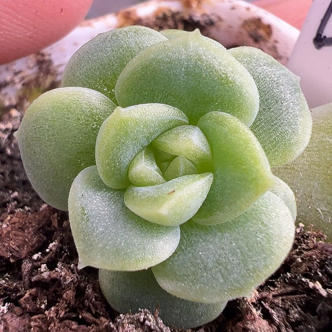 双头财富密码暴富。