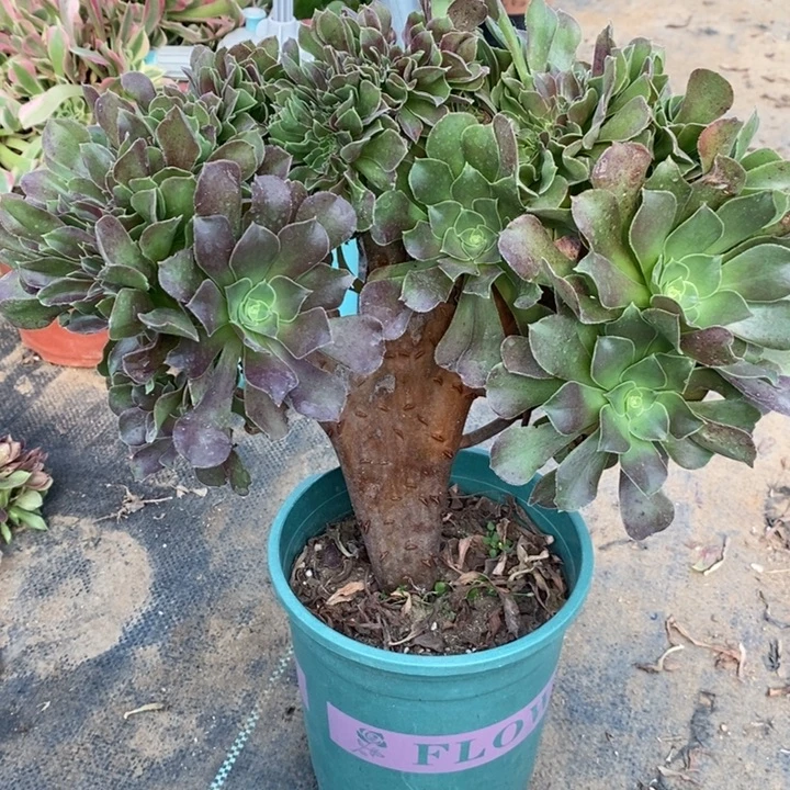 玫瑰缀多肉植物59。