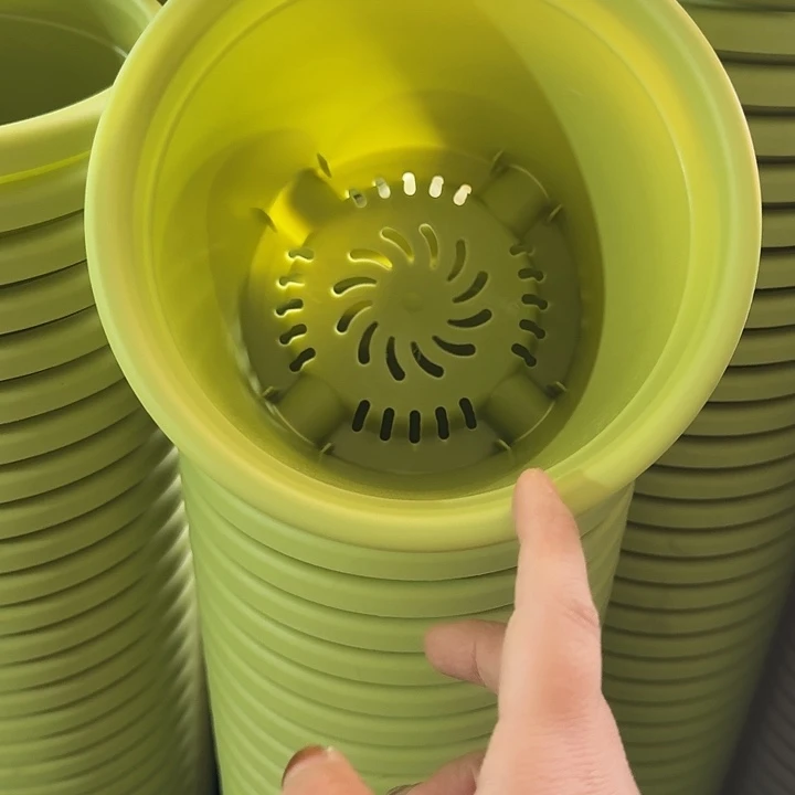 四季2号果绿无托10个